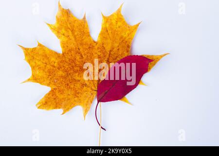 Herbst Ahornblatt gelb auf weißem Hintergrund. Trockenes Blatt vom Baum gefallen.. Stockfoto