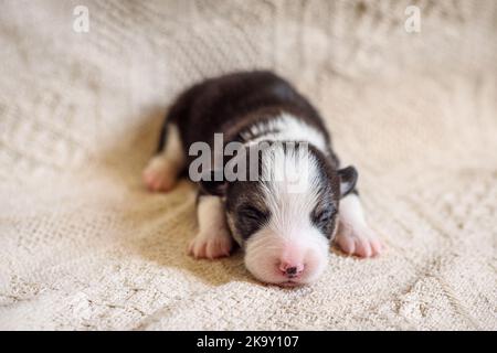 Süßer kleiner blinder Welsh Corgi Welpe schläft auf beigefarbener Decke Stockfoto