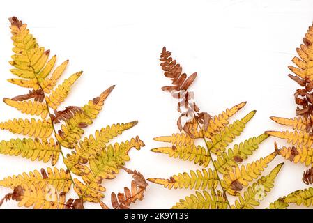 Trockene bunte Herbstfarn Blätter auf weißem Hintergrund gelegt Stockfoto