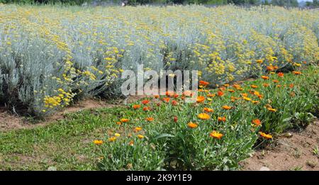 Industrieller Anbau von Helichrysum und Ringelblumen zur Herstellung von Medikamenten oder aromatischen Pflanzen Stockfoto