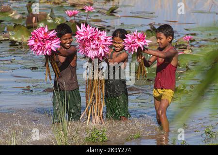 Nicht exklusiv: 28. Oktober 2022, Sylhet, Bangladesh: Ländliche Kinder sammeln Rote Seerosen-Blumen vom nächsten See, um sie an Touristen in Jai zu verkaufen Stockfoto