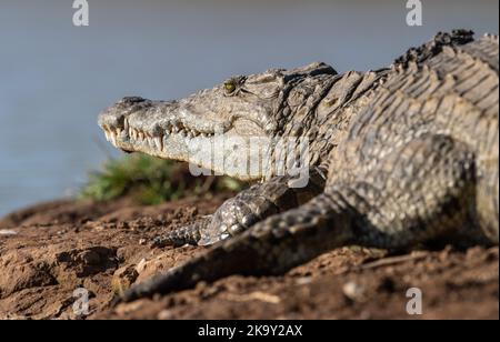 Nilkrokodil sonnen am Ufer des Sees in Kenia. Stockfoto