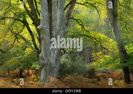 Herbstwaldszene in Bolderwood im New Forest National Park, Hampshire, England, Großbritannien, mit alten Buchen, die ihre Farbe ändern. Stockfoto