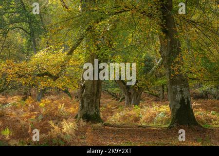 Herbstwaldszene in Bolderwood im New Forest National Park, Hampshire, England, Großbritannien, mit alten Buchen, die ihre Farbe ändern. Stockfoto