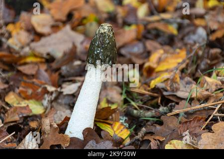 Gewöhnlicher Stinkhornpilz oder Toadstool (Phallus impudicus), der auf Waldboden unter Herbstblättern wächst, New Forest National Park Hampshire, England, Großbritannien Stockfoto