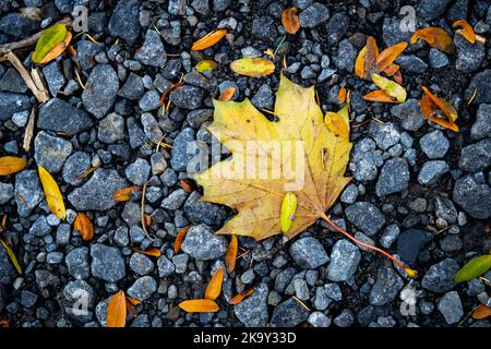 Beautiful leaves in autumn colors in a city park. Stockfoto