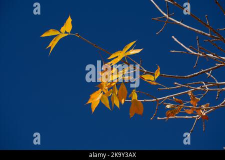Gelbe Herbstblätter auf einem Baum in Santa Fe, New Mexico. Stockfoto