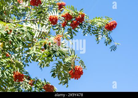 Vogelgruppen wiegen im Wind. An einem klaren, sonnigen Tag verzweigt sich der Rowan-Baum gegen den blauen Himmel. Natur. Ernte von roten und orangen Beeren. Heilpflanze. Bergasche - Europäische Sorbus aucuparia. Stockfoto