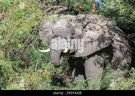 Foto schließen des großen grauen Elefanten, der zwischen Bäumen weilt, Namibia. Stockfoto