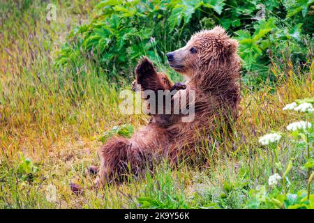 Braunbärenjunge; (Ursus arctos horribilis); Grizzly Bear; Dog Salmon River; Frazer Lake; Kodiak Island National Wildlife Refuge; Alaska; USA Stockfoto