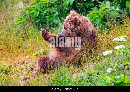 Braunbärenjunge; (Ursus arctos horribilis); Grizzly Bear; Dog Salmon River; Frazer Lake; Kodiak Island National Wildlife Refuge; Alaska; USA Stockfoto