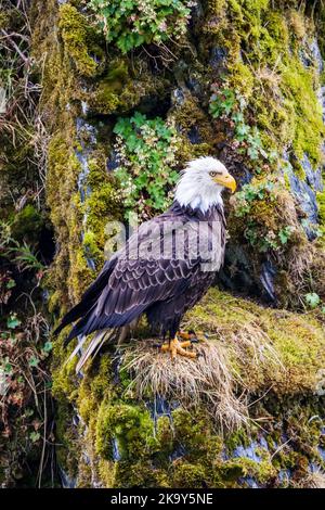 Reifer Weißkopfadler, Dog Salmon River; Frazer Lake; Kodiak Island National Wildlife Refuge; Kodiak Island; Alaska, USA Stockfoto