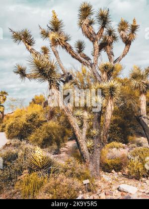 Joshua Tree (Yucca brevifolia) im Arizona-Sonoran Desert Museum in Tucson, Arizona Stockfoto