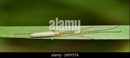 Langkieferige Orbweberspinne (Tetragnathidae) streckte sich entlang eines einzigen Grashalses. Rückenansicht mit Kopierfläche im Bannerformat. Stockfoto