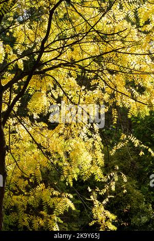 Der gelbe Herbst hinterlässt die Blätter, und die Sonne scheint durch sie hindurch Stockfoto