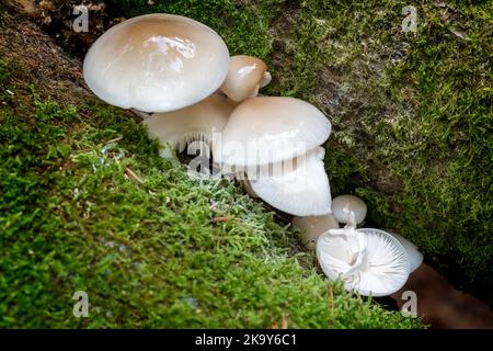 Porzellanpilz wächst auf verfaultem Holz. Die Oberfläche des Pilzes hat ein glänzendes Aussehen. Stockfoto