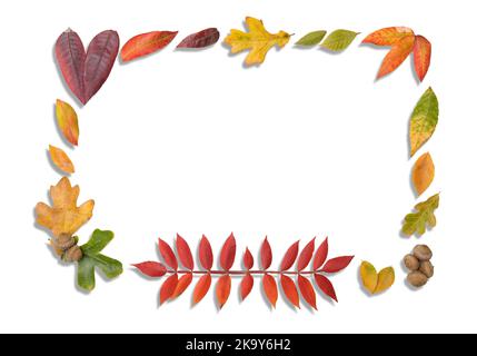 Herbstblätter in einem Rahmen mit Schlagschatten auf weißem Hintergrund; Platz in der Mitte kopieren; für Herbstdesigns Stockfoto