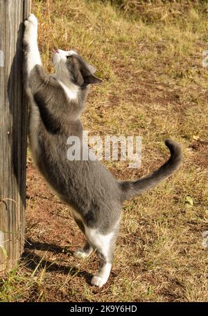 Grau und weiß gefleckte Katze schärft ihre Krallen auf einer Holzstruktur im Freien Stockfoto