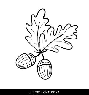 Zwei Eicheln isoliert auf weißem Hintergrund. Herbstliche Eichensamen. Einfache handgezeichnete Vektorgrafik mit schwarzer Umrandung. Element für Malbuch Stock Vektor