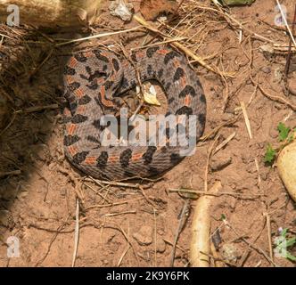 Westliche Pygmäen-Rattlesnake, die sich in einer defensiven Haltung auf dem Boden in der Nähe eines schattigen Flecks tarnte Stockfoto