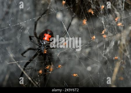 Südliche schwarze Witwe Spinnenbabys klettern auf ihrem Netz, wobei ihre Mutter sie weiter hinten bewacht Stockfoto