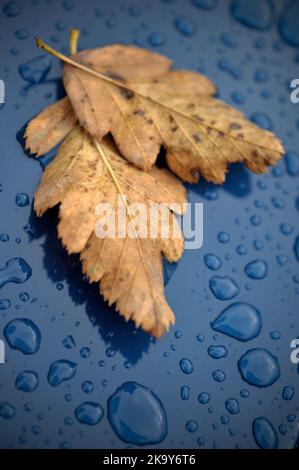 der goldene Herbst hinterlässt auf der nassen Motorhaube Stockfoto