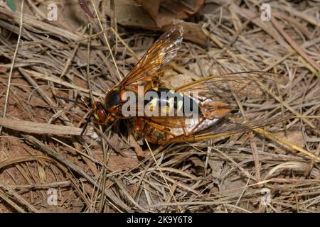 Draufsicht auf eine östliche Cicada Killer Wespe, die eine Cicada auf den Boden schleppt Stockfoto