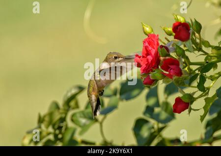 Rubinkehlige Kolibri, die sich im Sommergarten an einer roten Rose ernährt Stockfoto