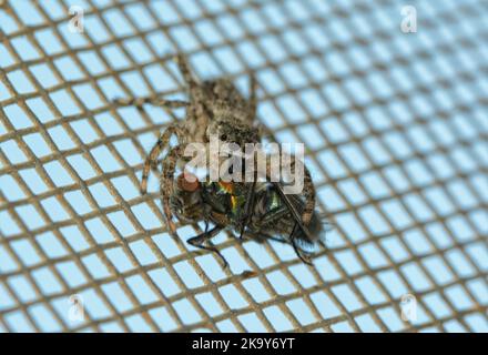 Weibliche Tan springende Spinne, die eine Fliege in ihren Giebeln hält, während sie an einem Fensterschirm hängt Stockfoto