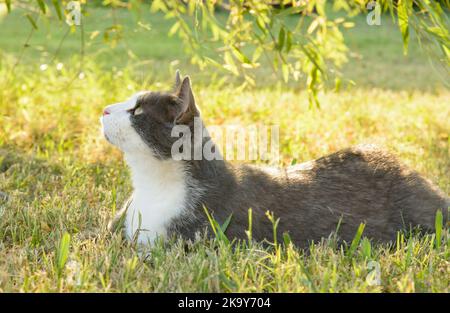 Schöne graue und weiße Katze im Gras im Schatten eines Weidenbaums, die nach oben schaut; hinten beleuchtet von der späten Nachmittagssonne Stockfoto