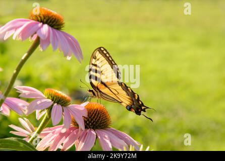Östlicher Tiger-Schwalbenschwanzschmetterling, der sich in der Morgensonne auf einer purpurnen Kegelblume ernährt Stockfoto