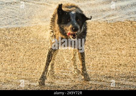 Schwarz-weiß getupfter Hund, der Wasser abschüttelt, hinten von untergehenden Sonnenstrahlen beleuchtet, wodurch ein Schleier aus goldenen Wassertropfen entsteht Stockfoto