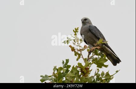 Majestätischer Mississippi Kite, der seine Umgebung von der Spitze einer Eiche aus beobachtet, mit bewölktem Himmel im Hintergrund Stockfoto