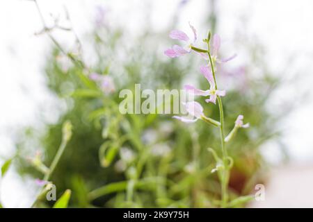 Blühender Nachthübel (Matthiola longipetala) Stockfoto