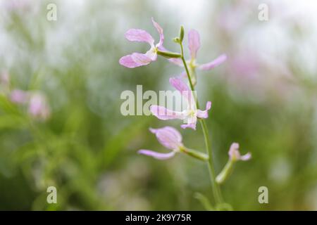 Blühender Nachthübel (Matthiola longipetala) Stockfoto