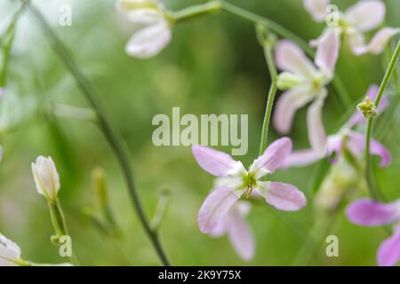 Blühender Nachthübel (Matthiola longipetala) Stockfoto