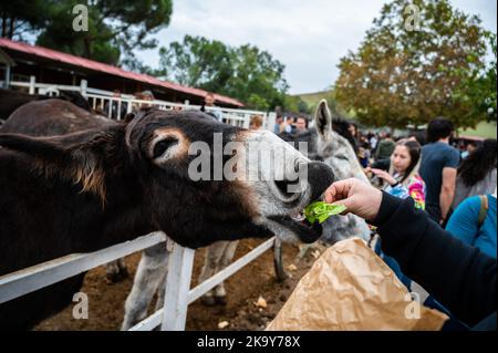 Madrid, Spanien. 30. Oktober 2022. Ein Mann, der einem Esel in 'Burrolandia' (Donkeyland) Salat gibt. Burrolandia ist ein 1996 gegründetes, gemeinnütziges Tierschutzzentrum, dessen Hauptziel es ist, das Aussterben des Esels zu verhindern, da sowohl der Esel als auch das Maultier in Europa nach jahrhundertelangen Diensten für den Menschen aufgrund ihrer Ersetzung durch moderne Maschinen ausgestorbene Arten sind. Quelle: Marcos del Mazo/Alamy Live News Stockfoto