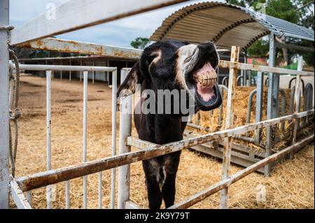 Madrid, Spanien. 30. Oktober 2022. Ein Esel zeigt seine Zähne in 'Burrolandia' (Donkeyland). Burrolandia ist ein 1996 gegründetes, gemeinnütziges Tierschutzzentrum, dessen Hauptziel es ist, das Aussterben des Esels zu verhindern, da sowohl der Esel als auch das Maultier in Europa nach jahrhundertelangen Diensten für den Menschen aufgrund ihrer Ersetzung durch moderne Maschinen ausgestorbene Arten sind. Quelle: Marcos del Mazo/Alamy Live News Stockfoto
