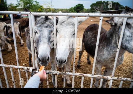 Madrid, Spanien. 30. Oktober 2022. Eine Frau, die in 'Burrolandia' (Donkeyland) Eseln Brot gibt. Burrolandia ist ein 1996 gegründetes, gemeinnütziges Tierschutzzentrum, dessen Hauptziel es ist, das Aussterben des Esels zu verhindern, da sowohl der Esel als auch das Maultier in Europa nach jahrhundertelangen Diensten für den Menschen aufgrund ihrer Ersetzung durch moderne Maschinen ausgestorbene Arten sind. Quelle: Marcos del Mazo/Alamy Live News Stockfoto