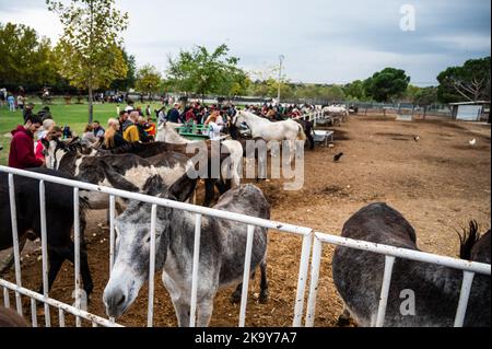 Madrid, Spanien. 30. Oktober 2022. Menschen, die Esel, Maultiere und Pferde in 'Burrolandia' (Donkeyland) füttern. Burrolandia ist ein 1996 gegründetes, gemeinnütziges Tierschutzzentrum, dessen Hauptziel es ist, das Aussterben des Esels zu verhindern, da sowohl der Esel als auch das Maultier in Europa nach jahrhundertelangen Diensten für den Menschen aufgrund ihrer Ersetzung durch moderne Maschinen ausgestorbene Arten sind. Quelle: Marcos del Mazo/Alamy Live News Stockfoto