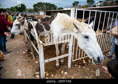 Madrid, Spanien. 30. Oktober 2022. Menschen, die Esel, Maultiere und Pferde in 'Burrolandia' (Donkeyland) füttern. Burrolandia ist ein 1996 gegründetes, gemeinnütziges Tierschutzzentrum, dessen Hauptziel es ist, das Aussterben des Esels zu verhindern, da sowohl der Esel als auch das Maultier in Europa nach jahrhundertelangen Diensten für den Menschen aufgrund ihrer Ersetzung durch moderne Maschinen ausgestorbene Arten sind. Quelle: Marcos del Mazo/Alamy Live News Stockfoto
