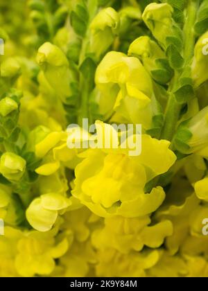 Gelber Snapdragon, Antirhinumblume in einem Strauß im Laden Stockfoto