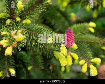 Picea abies, die Norwegenfichte oder europäische Fichte, junger weiblicher Kegel Stockfoto