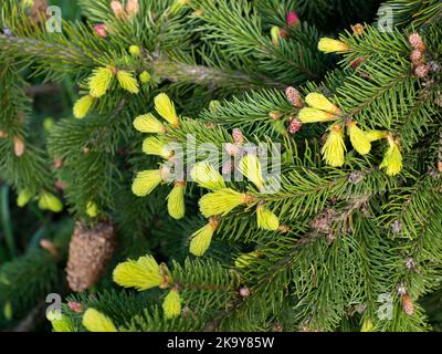 Picea abies, die Norwegenfichte oder europäische Fichte, junge männliche Stacheln und Nadeln Stockfoto