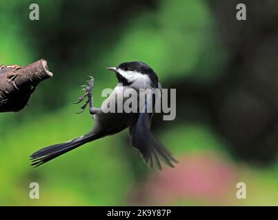 Black-capped Chickadee im Flug in Landeposition beim Anflug auf ein Baumglied. Stockfoto