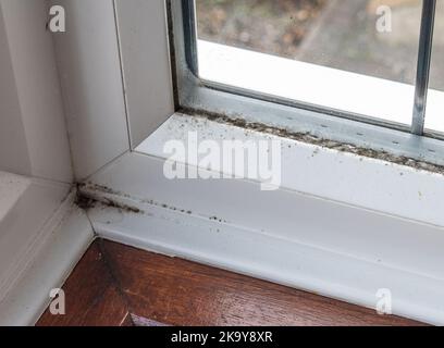 Innen feuchter Schimmel Stockfoto