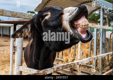 Madrid, Spanien. 30. Oktober 2022. Ein Esel zeigt seine Zähne in 'Burrolandia' (Donkeyland). Burrolandia ist ein 1996 gegründetes, gemeinnütziges Tierschutzzentrum, dessen Hauptziel es ist, das Aussterben des Esels zu verhindern, da sowohl der Esel als auch das Maultier in Europa nach jahrhundertelangen Diensten für den Menschen aufgrund ihrer Ersetzung durch moderne Maschinen ausgestorbene Arten sind. Quelle: Marcos del Mazo/Alamy Live News Stockfoto