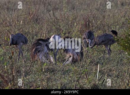 Greater Rhea (Rhea americana) erwachsenes Männchen, das Weibchen zeigt Pantanal, Brasilien. Juli Stockfoto