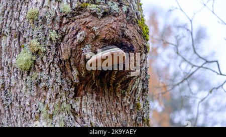 Nahaufnahme eines Zunder-Pilzes, einer großen Art von Baumpilz auf einem Baumstamm. Stockfoto