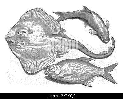 Rochen, Brassen und Weißfische, Inschriften identifizieren die Fische in Latein und Niederländisch. Stockfoto